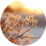 Ombrière végétalisée